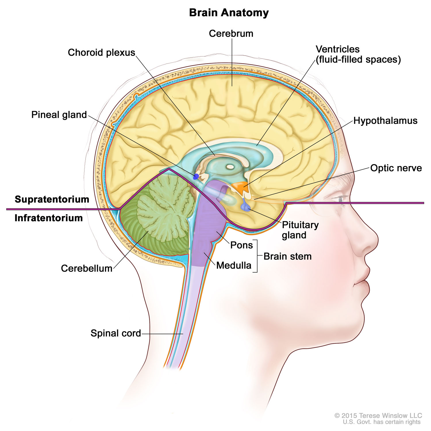 Brain Anatomy