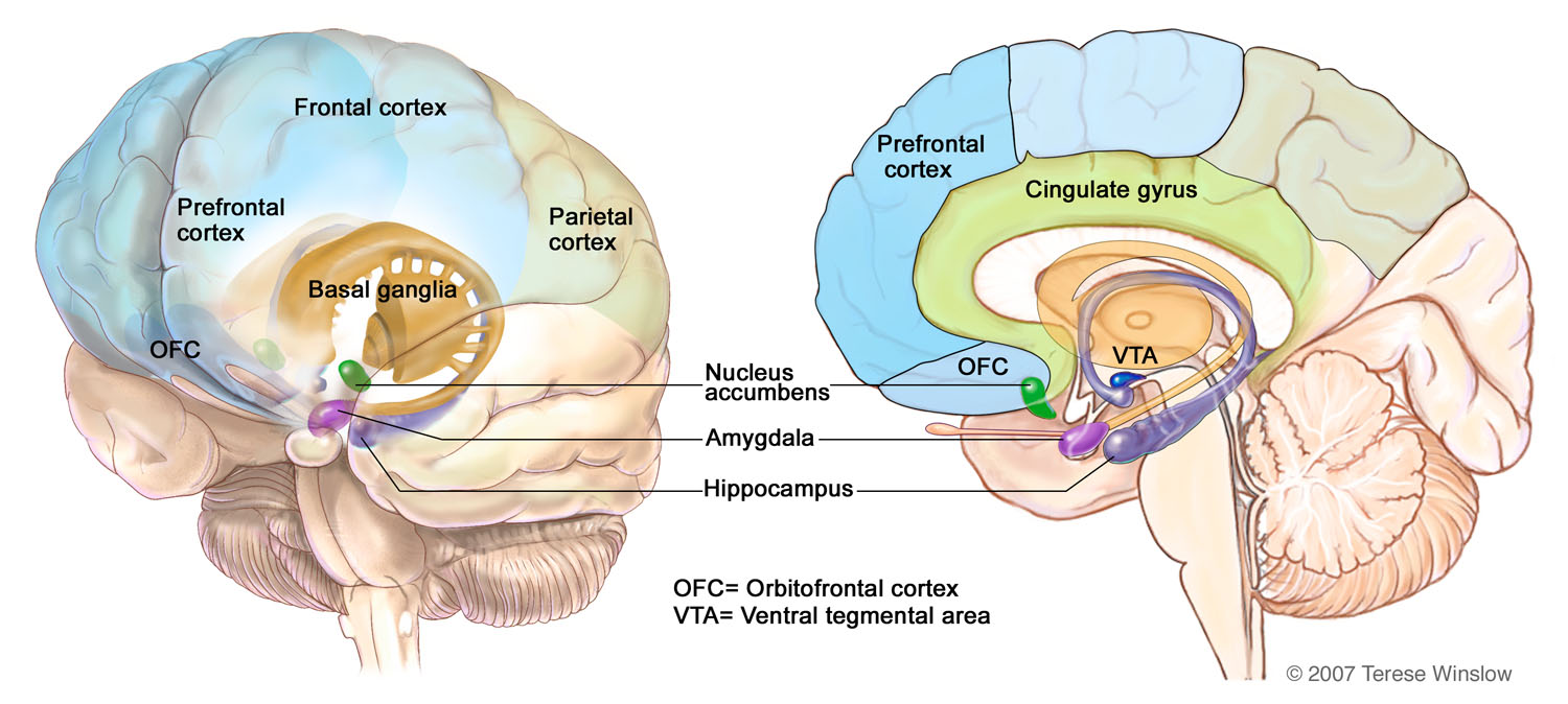 brain-regions-addiction.jpg