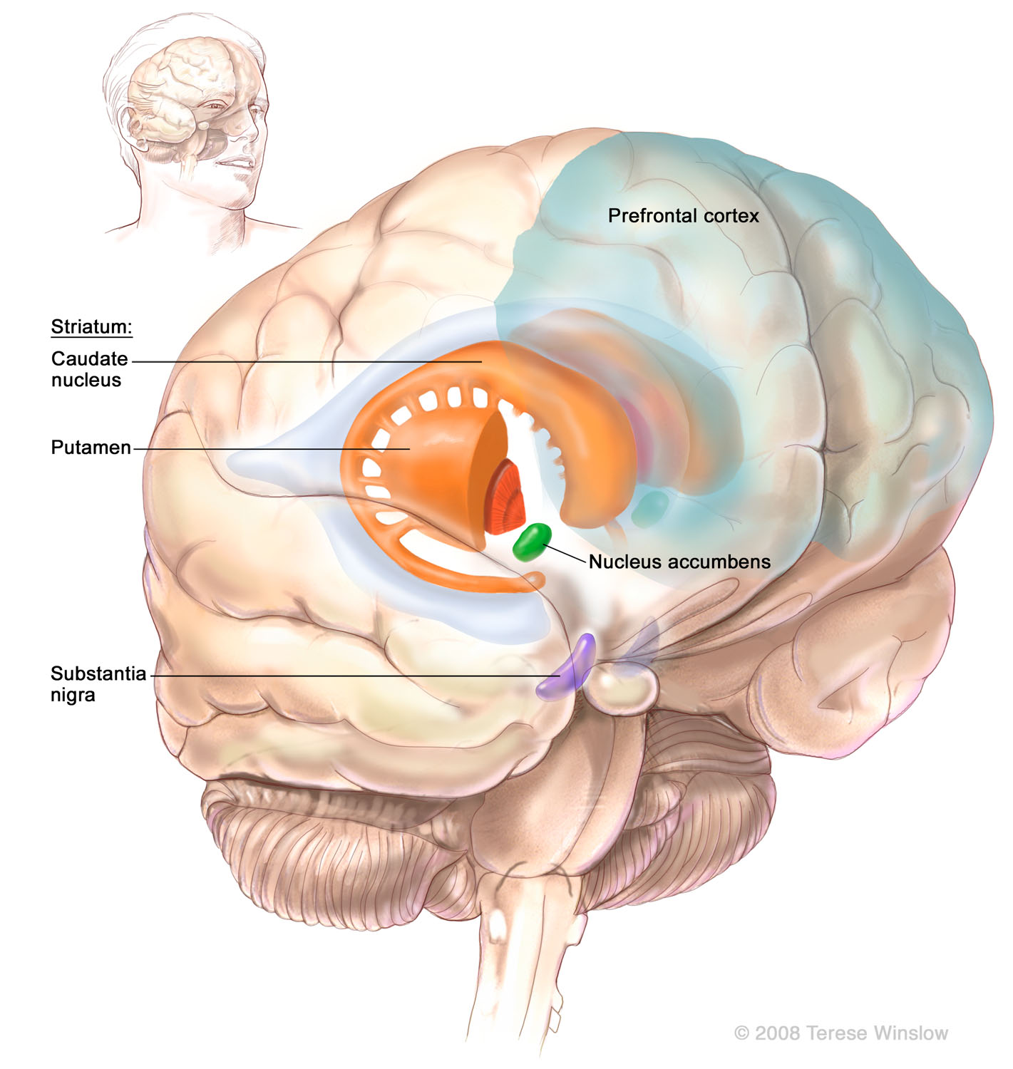 brain-striatum.jpg