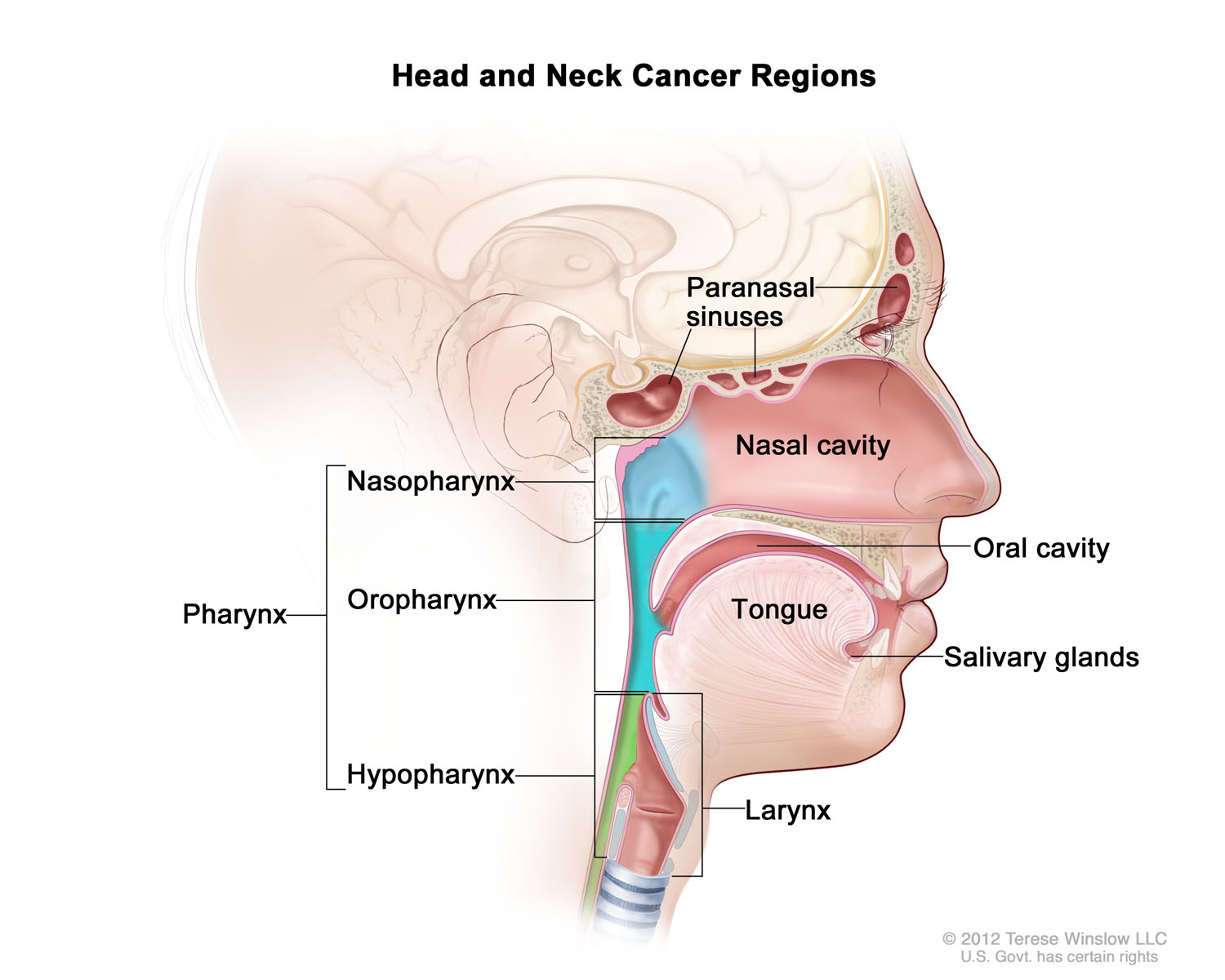 Head and Neck Cancer Regions 2012