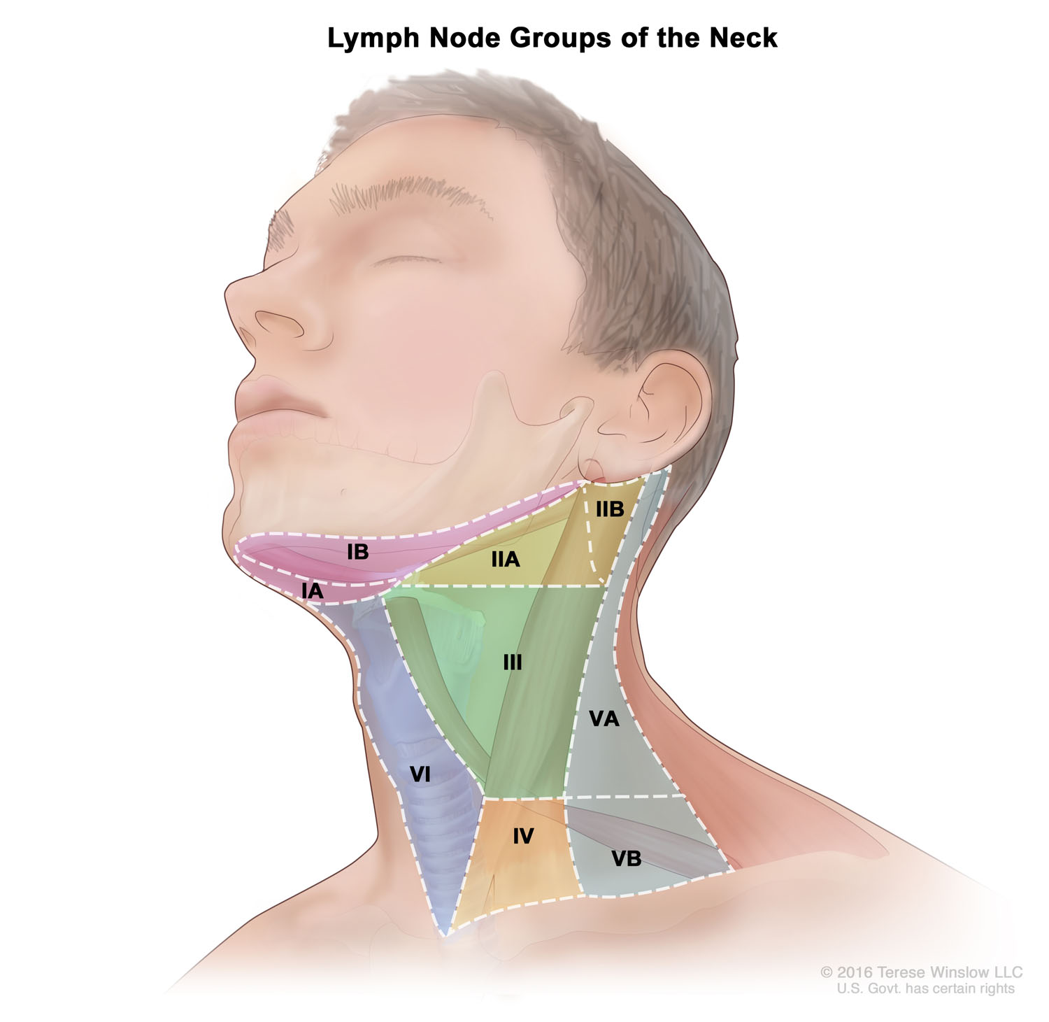 Lymph Node Groups of the Neck