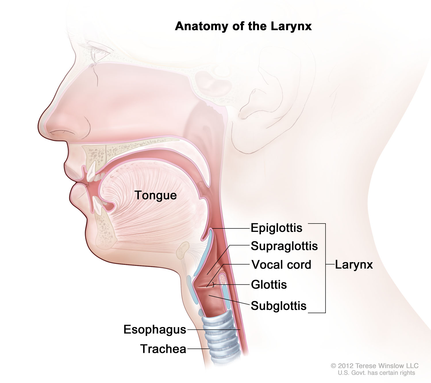 Larynx Anatomy 2012