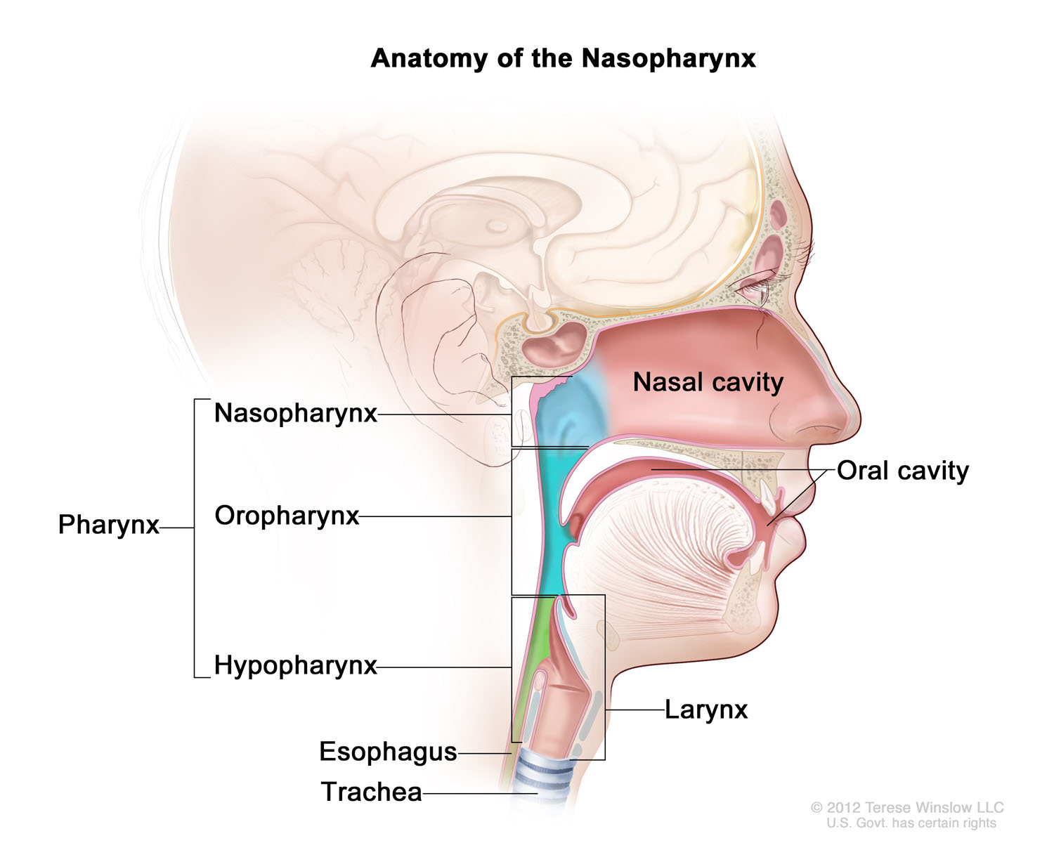 Nasopharynx Anatomy 2012