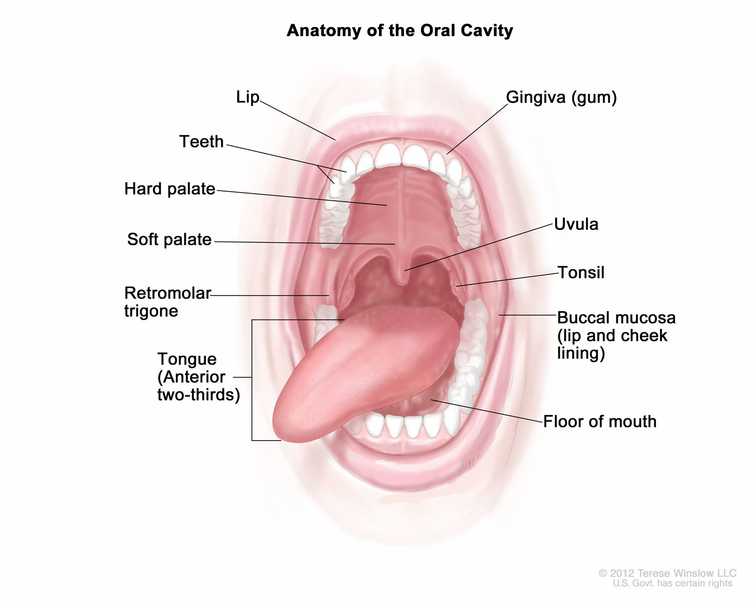 Anatomy of the Oral Cavity