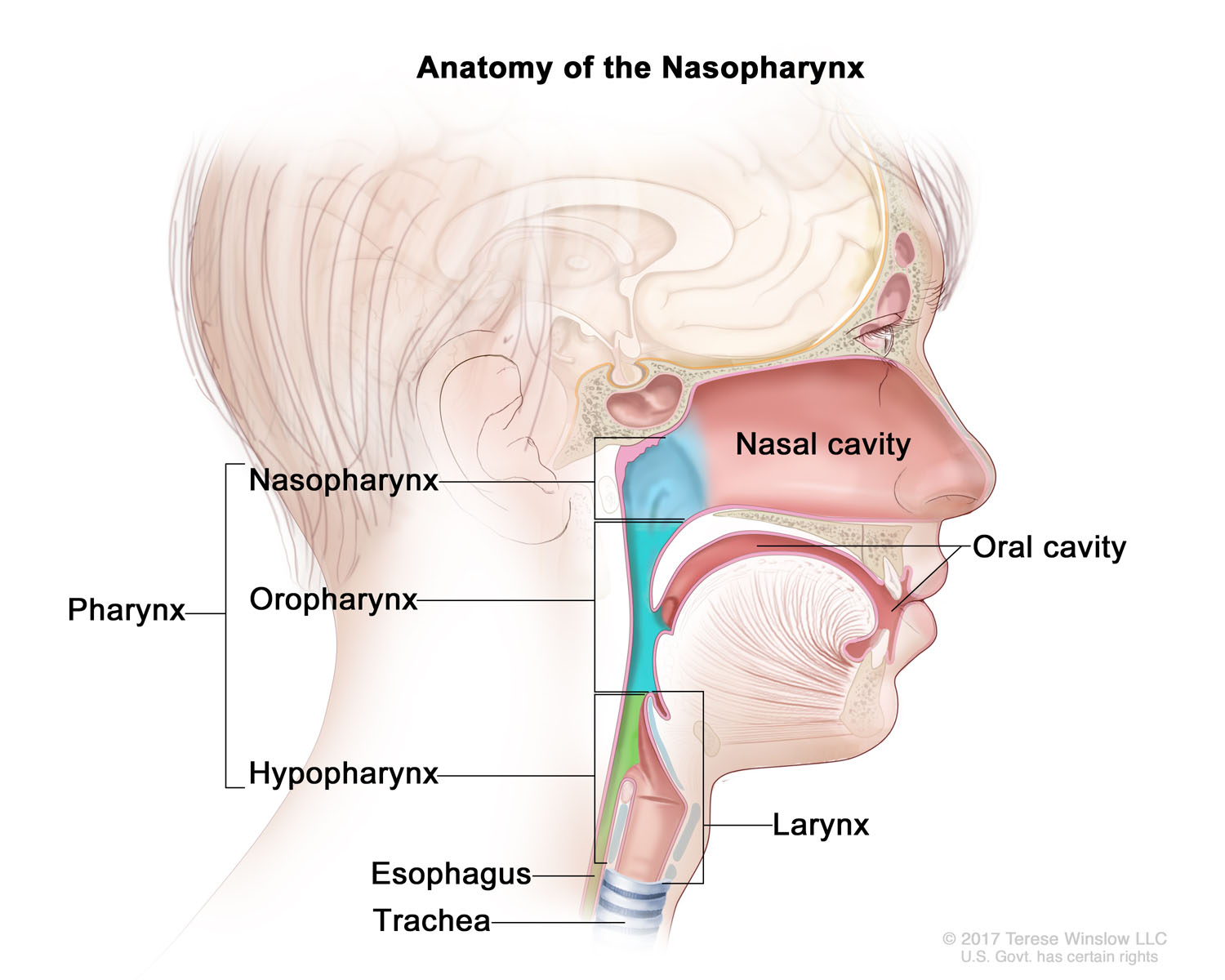 Nasopharynx Anatomy, Child 2017