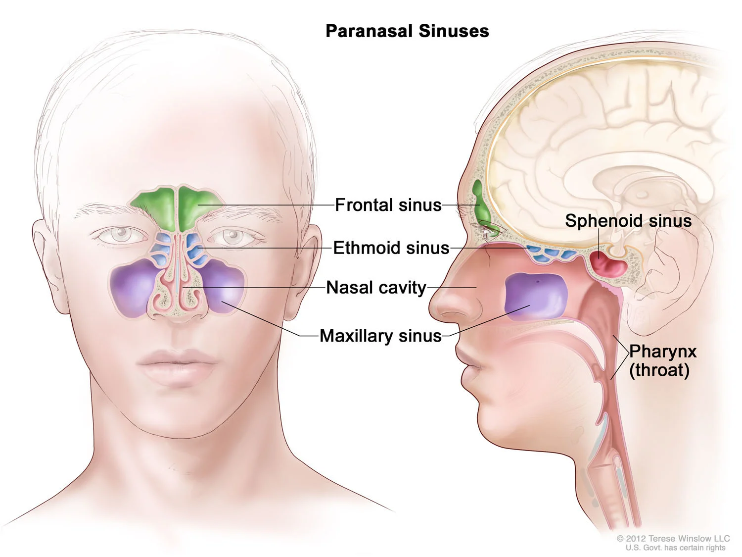 paranasal-sinuses.jpg