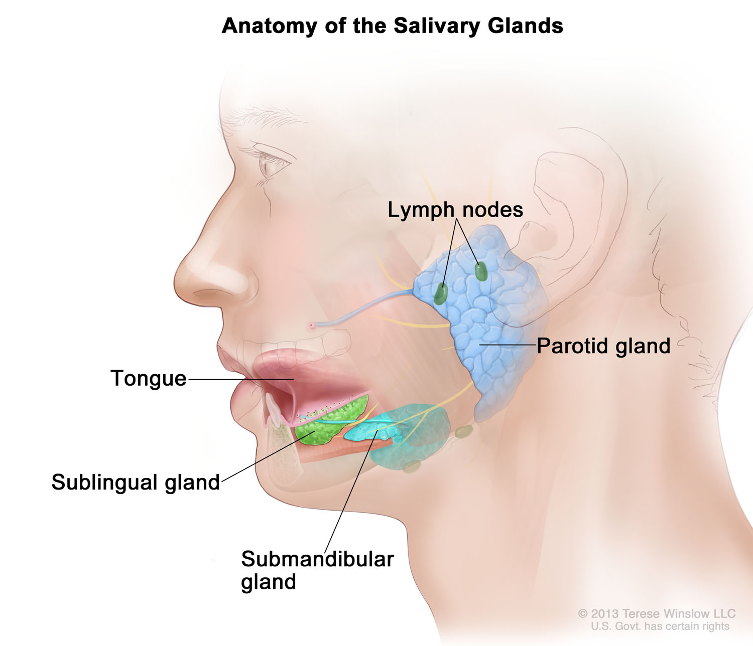 Anatomy of the Salivary Glands