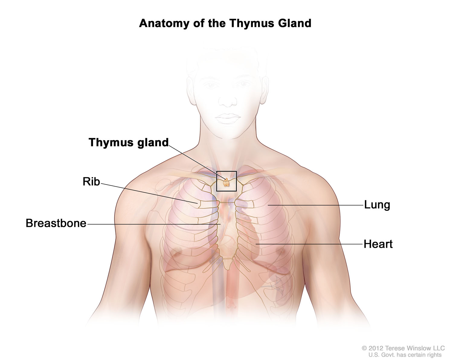 Anatomy of the Thymus Gland