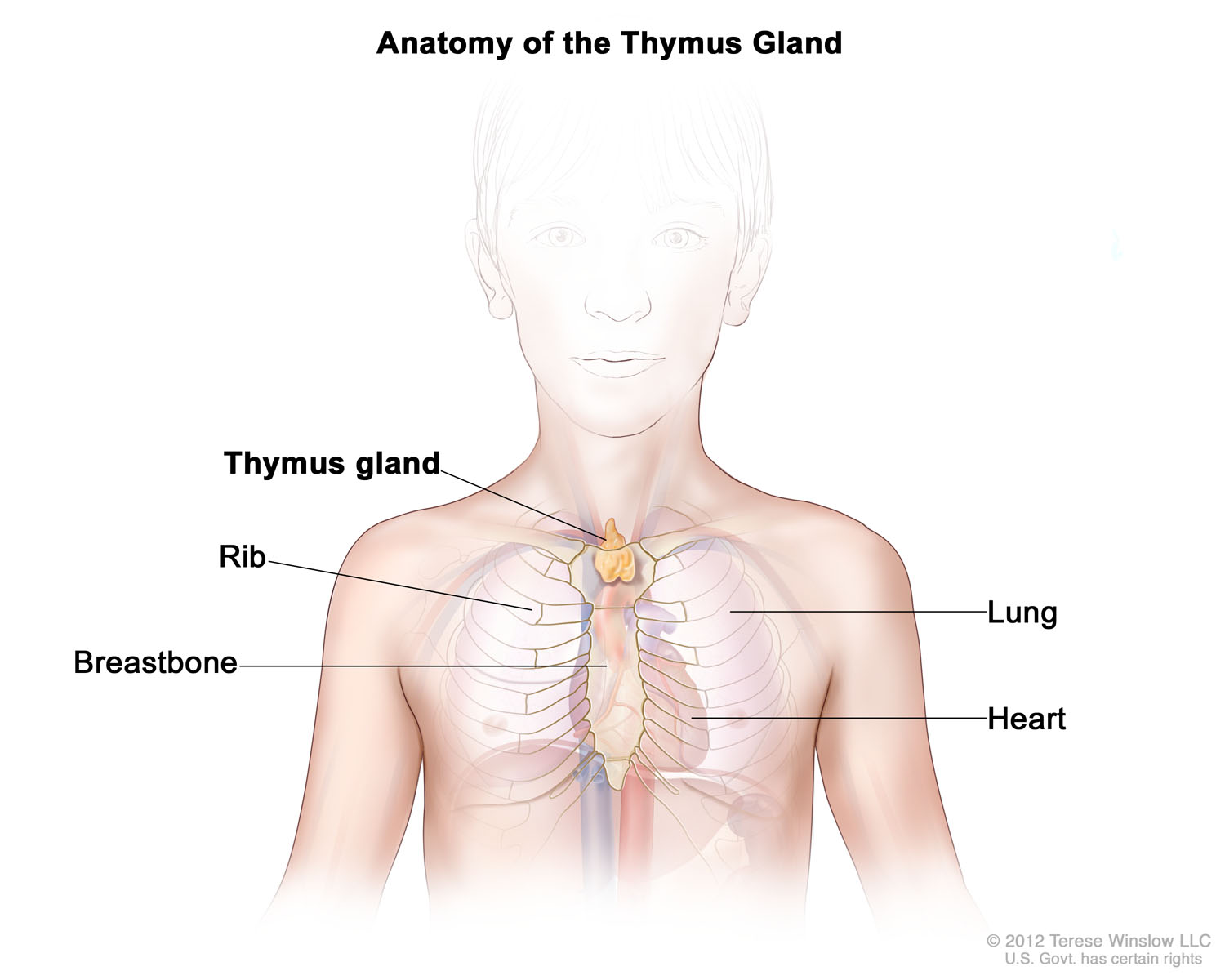 Anatomy of the Thymus Gland (Child)