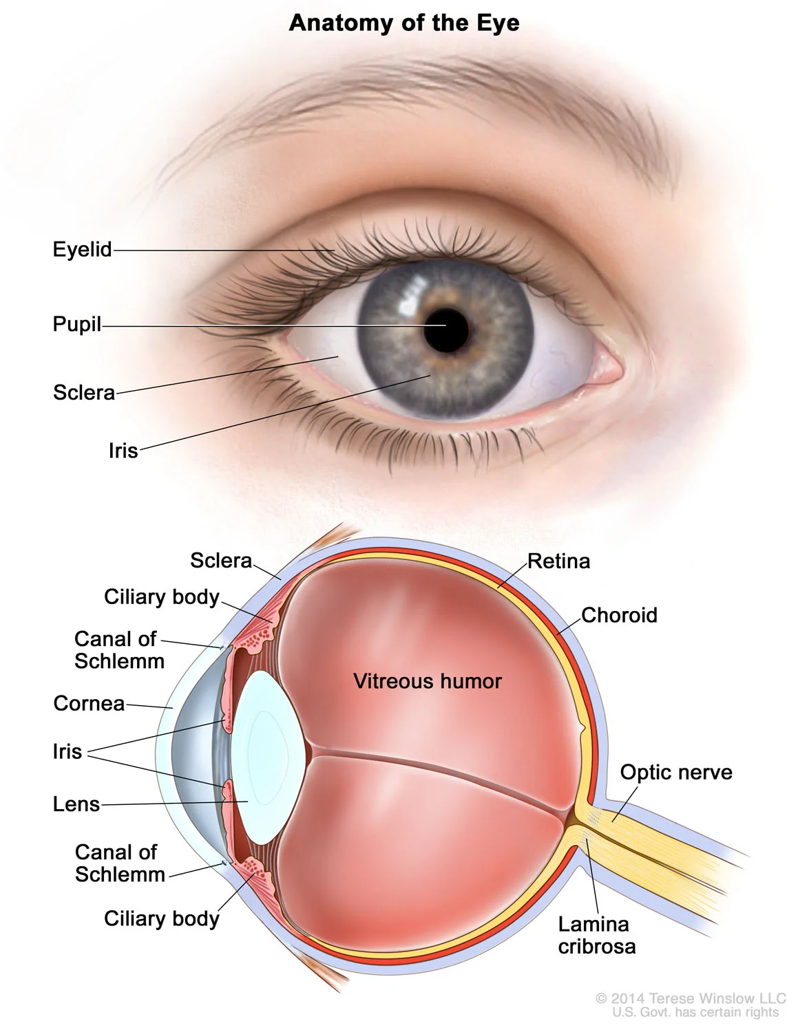 Anatomy of the Eye