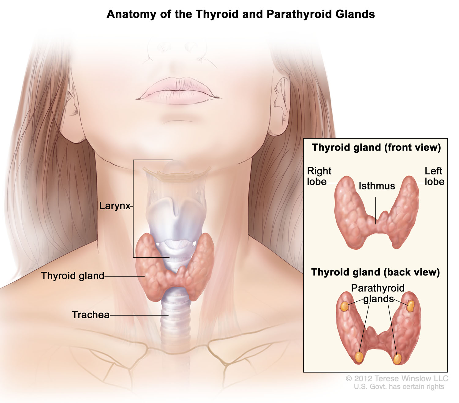 Anatomy of the Thyroid and Parathyroid Glands