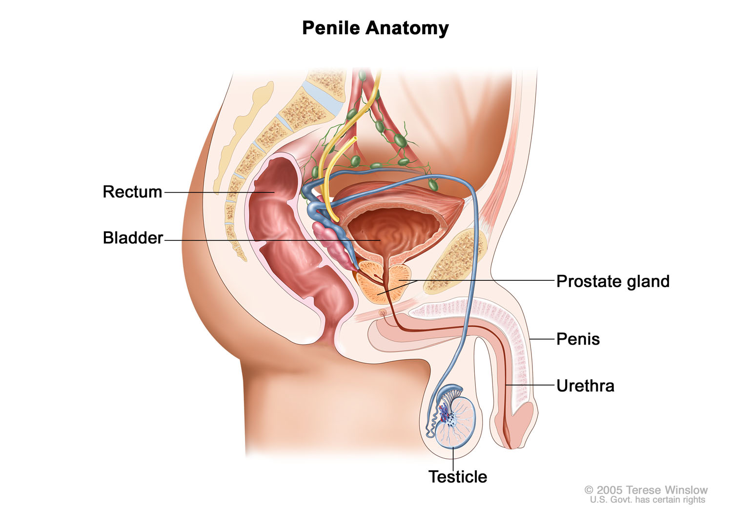penile-anatomy.jpg