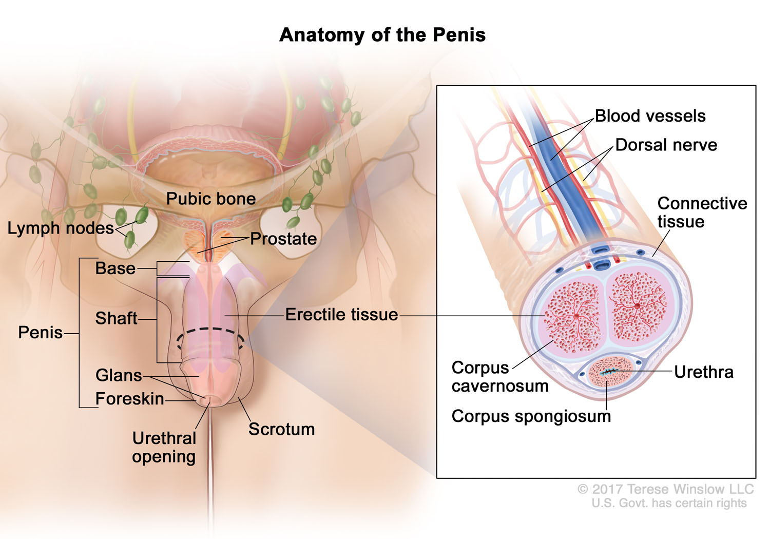 penis-anatomy-detail.jpg