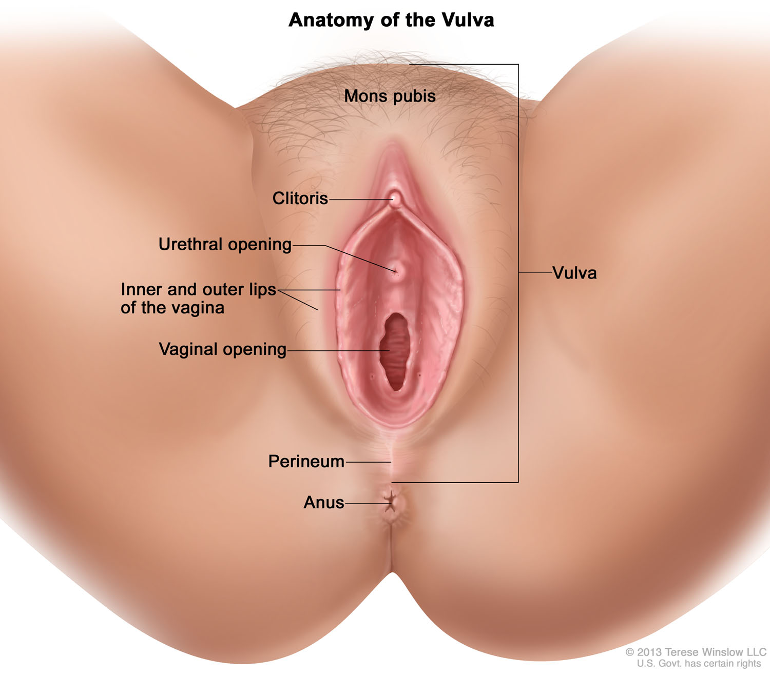 vulva-anatomy.jpg.