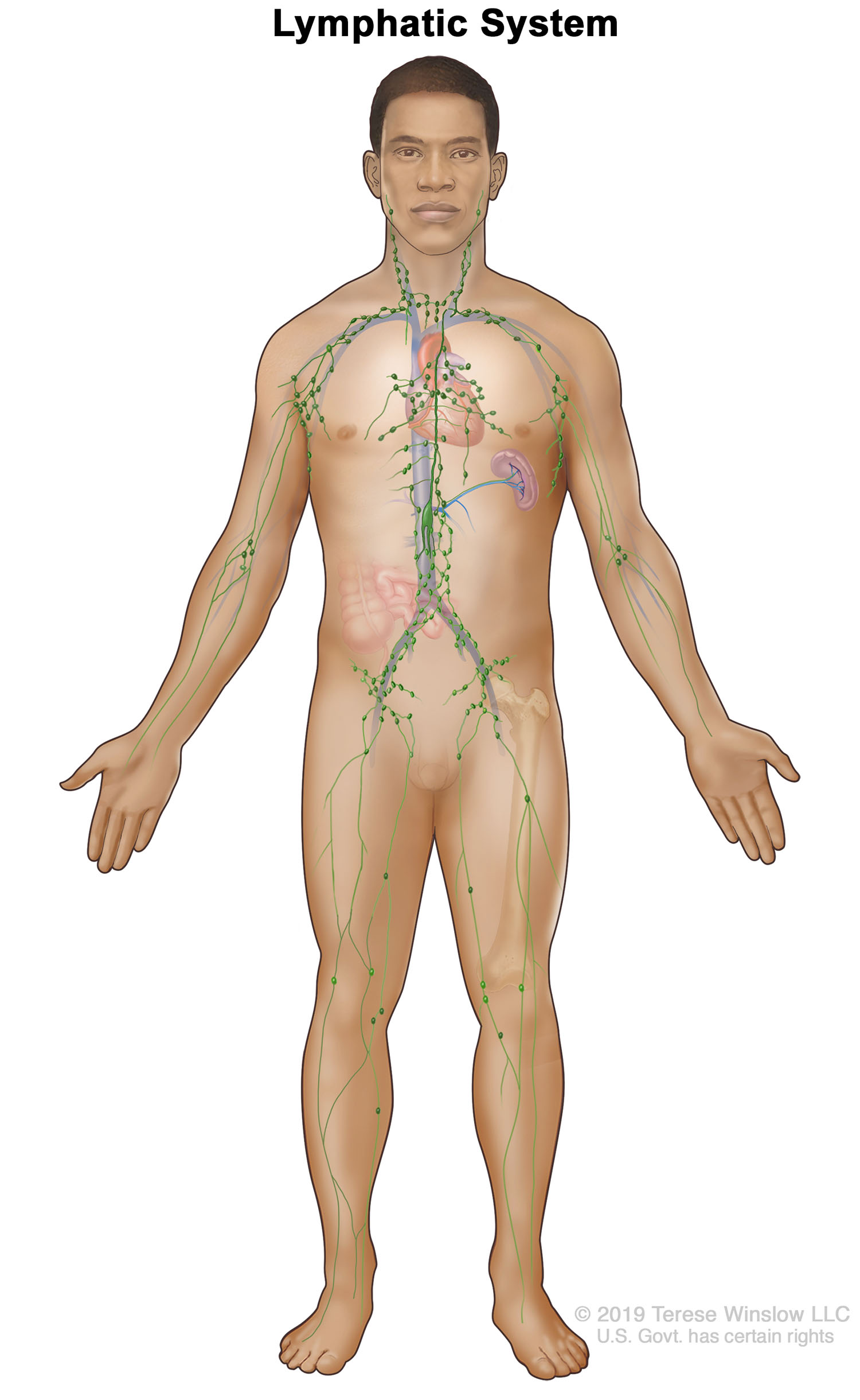 Lymphatic System