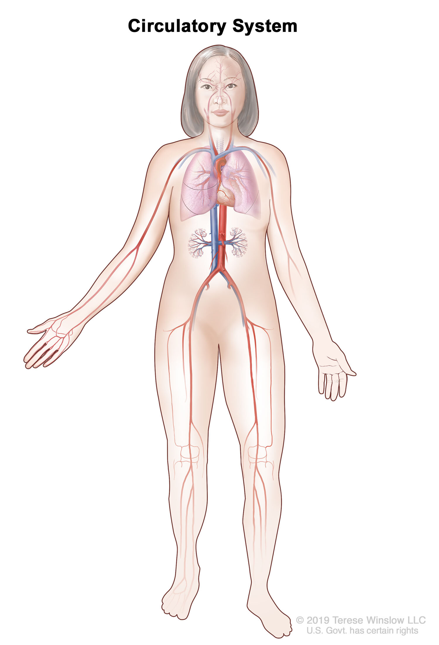 Circulatory System With Lungs