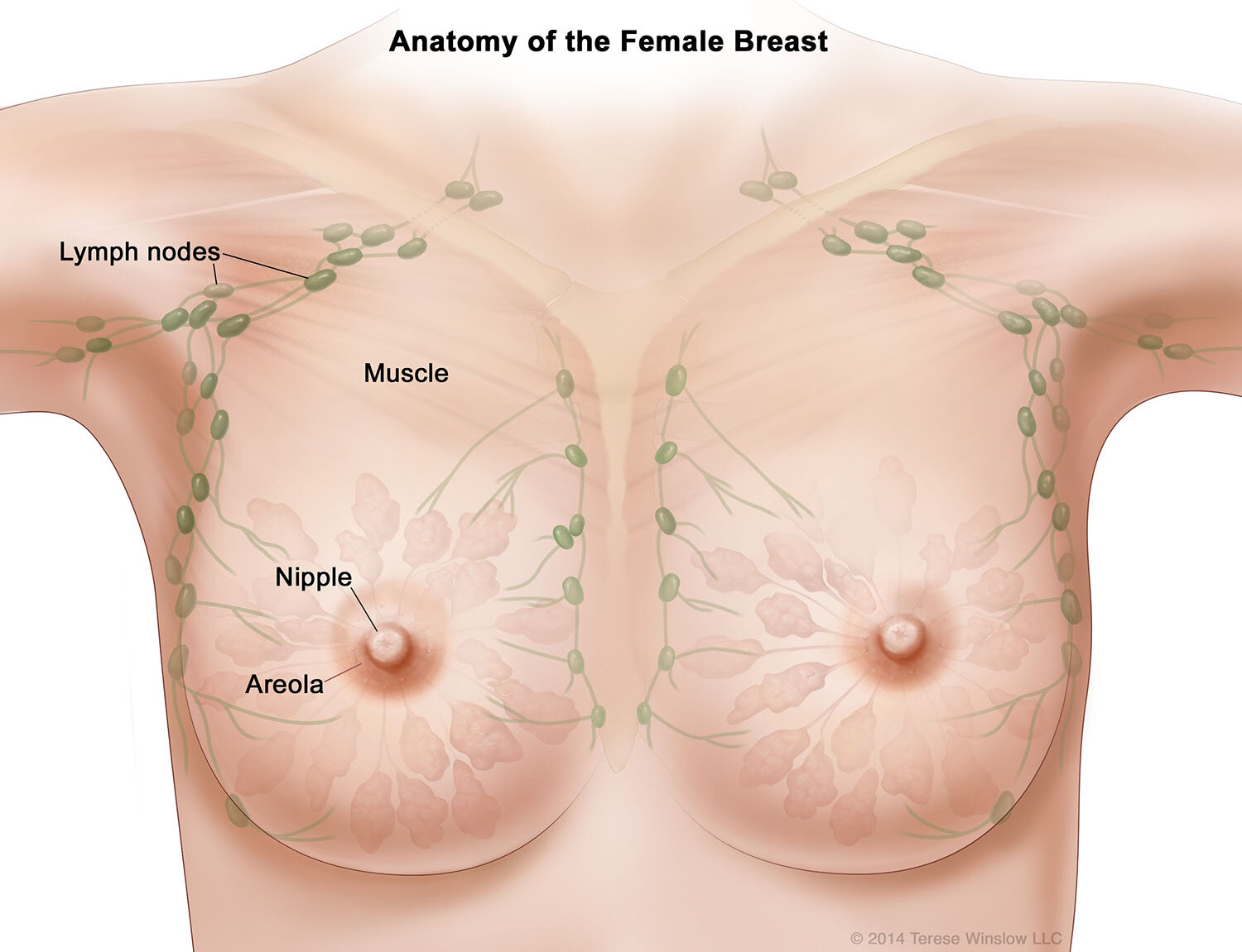 Anatomy of the Female Breasts