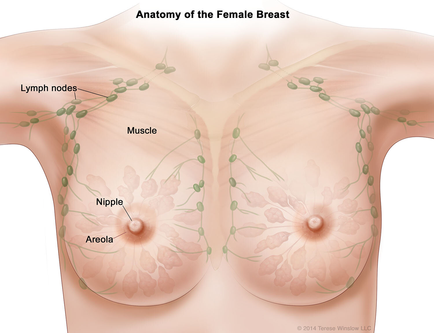 Anatomy Of The Breasts