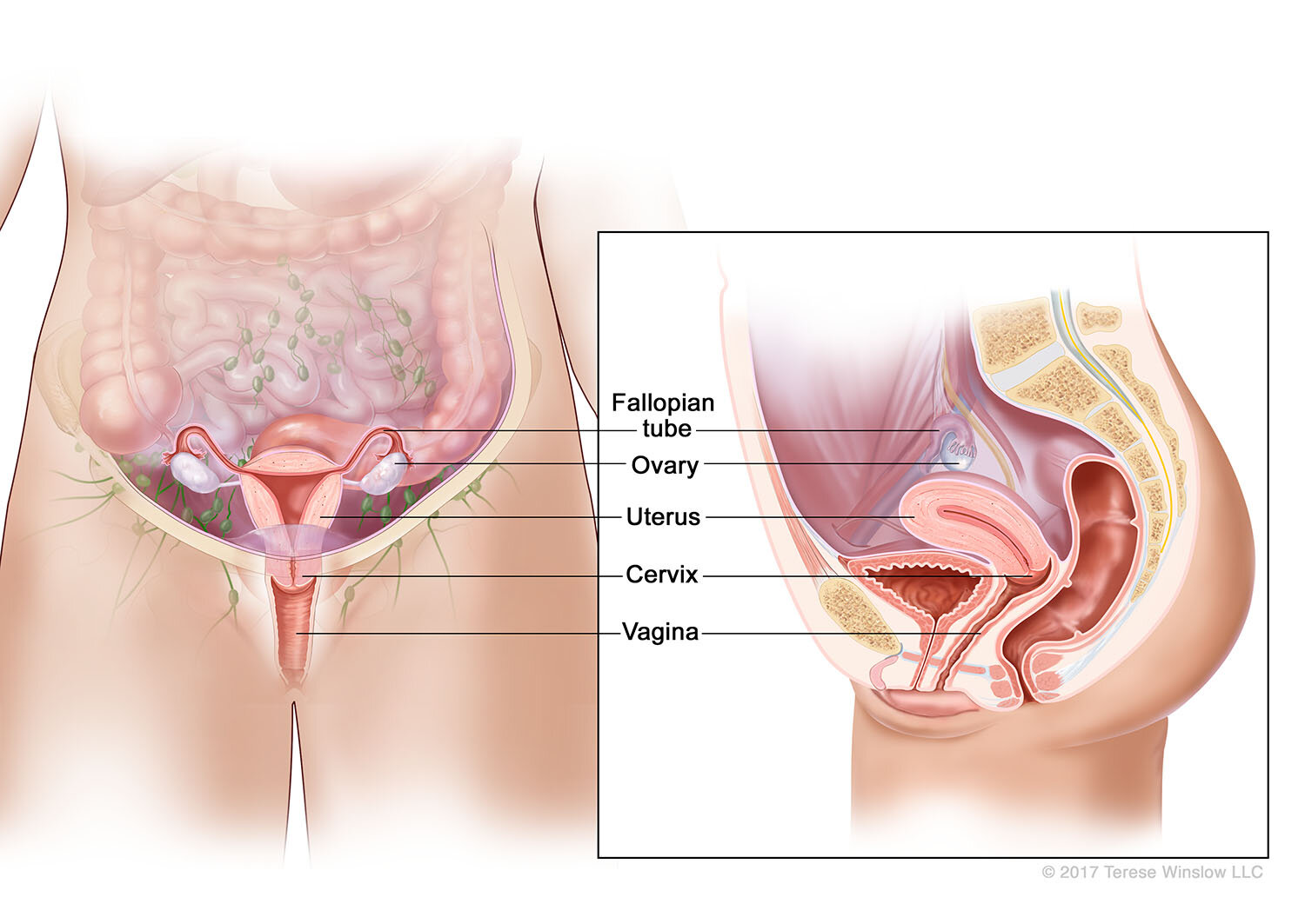 Female Reproductive System (Anterior and Sagittal Views)