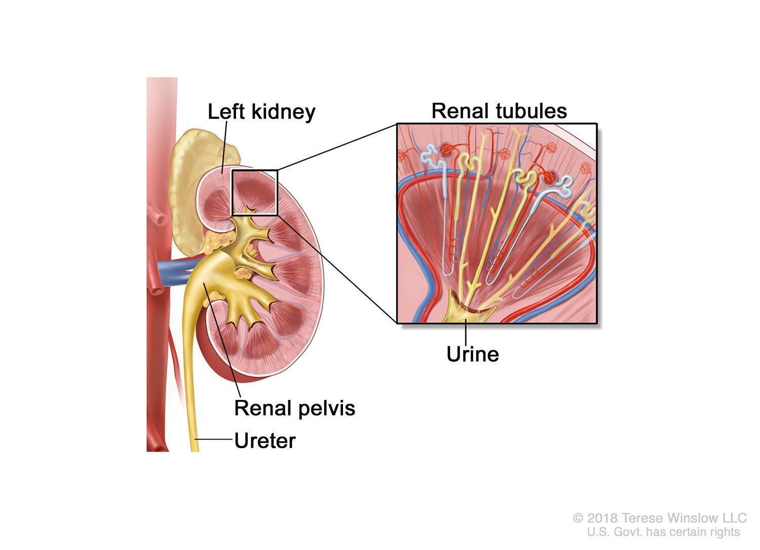 Kidney Anatomy for Papillary Renal Cancer