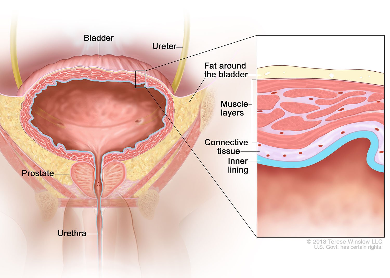 Bladder Anatomy (Male)
