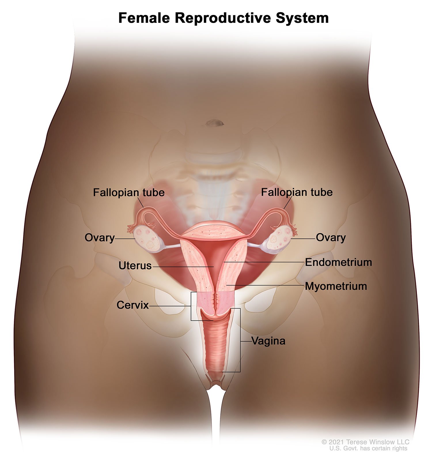 Female Reproductive System - Skin Tone FP VI