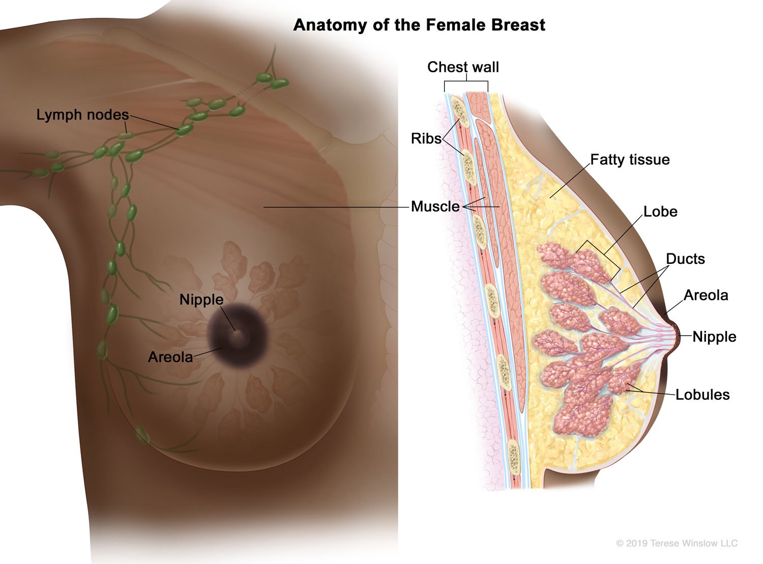 Anatomy of the Female Breast (Brown skin)