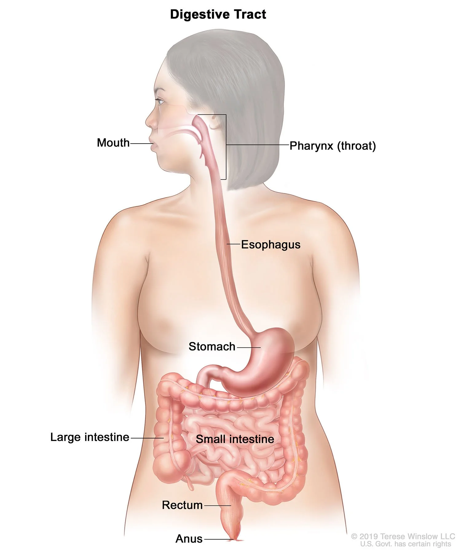 Digestive Tract.2 2019