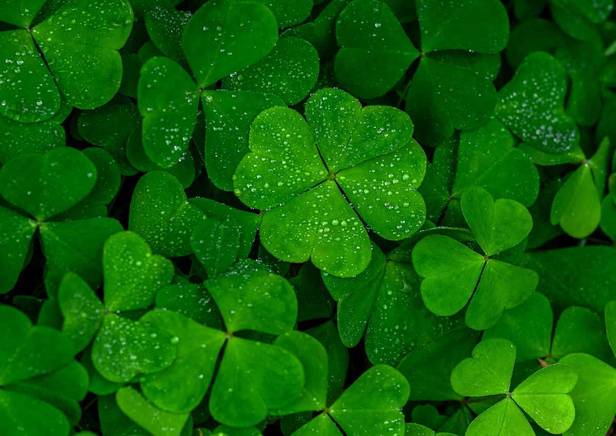 Things To Do on Whidbey Island in March 2026