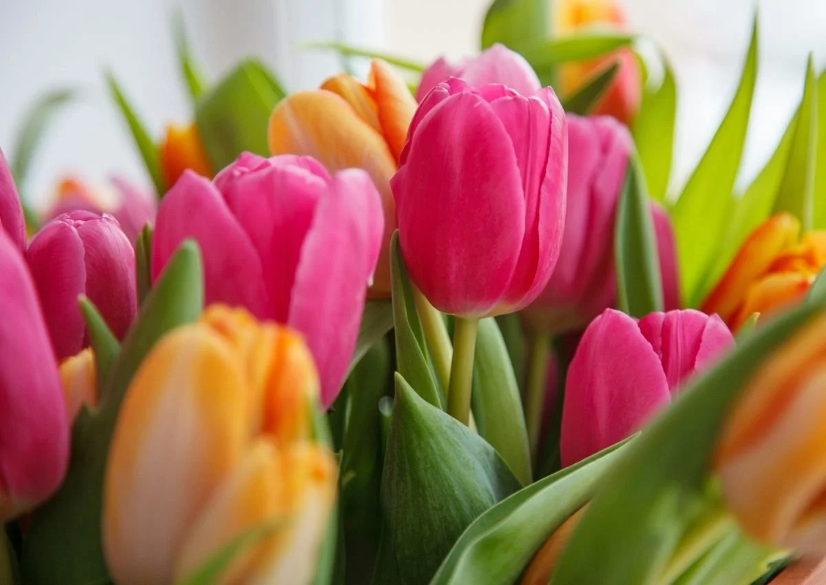 Things To Do on Whidbey Island in April 2026