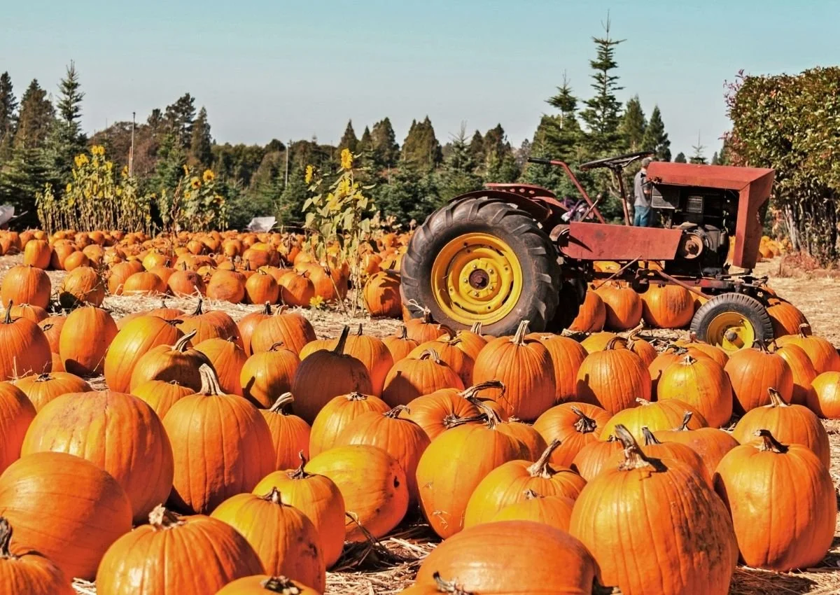 Things To Do on Whidbey Island in October 2026