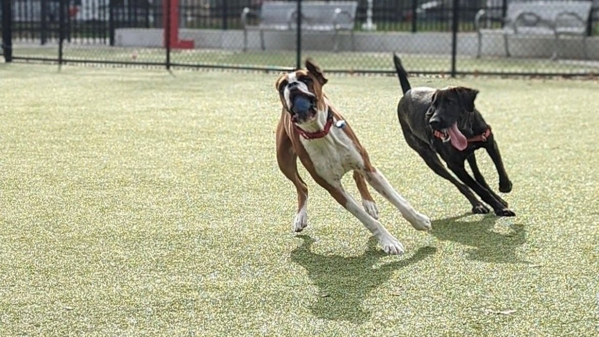 image of dogs playing on artificial turf