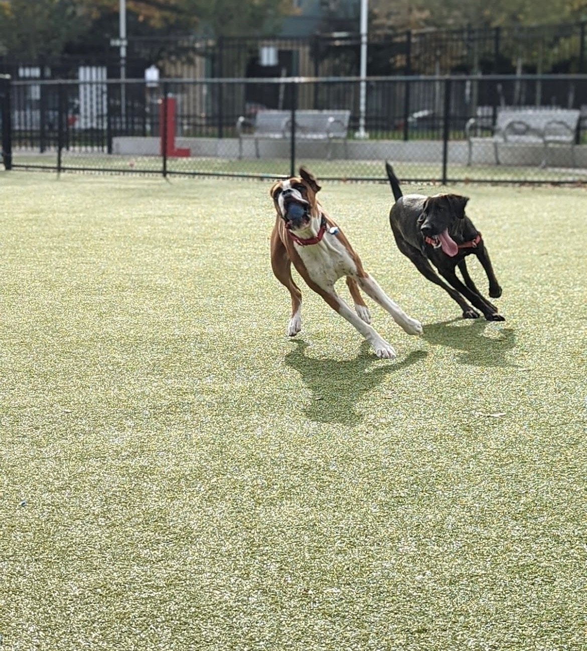 image of dogs running on artificial turf