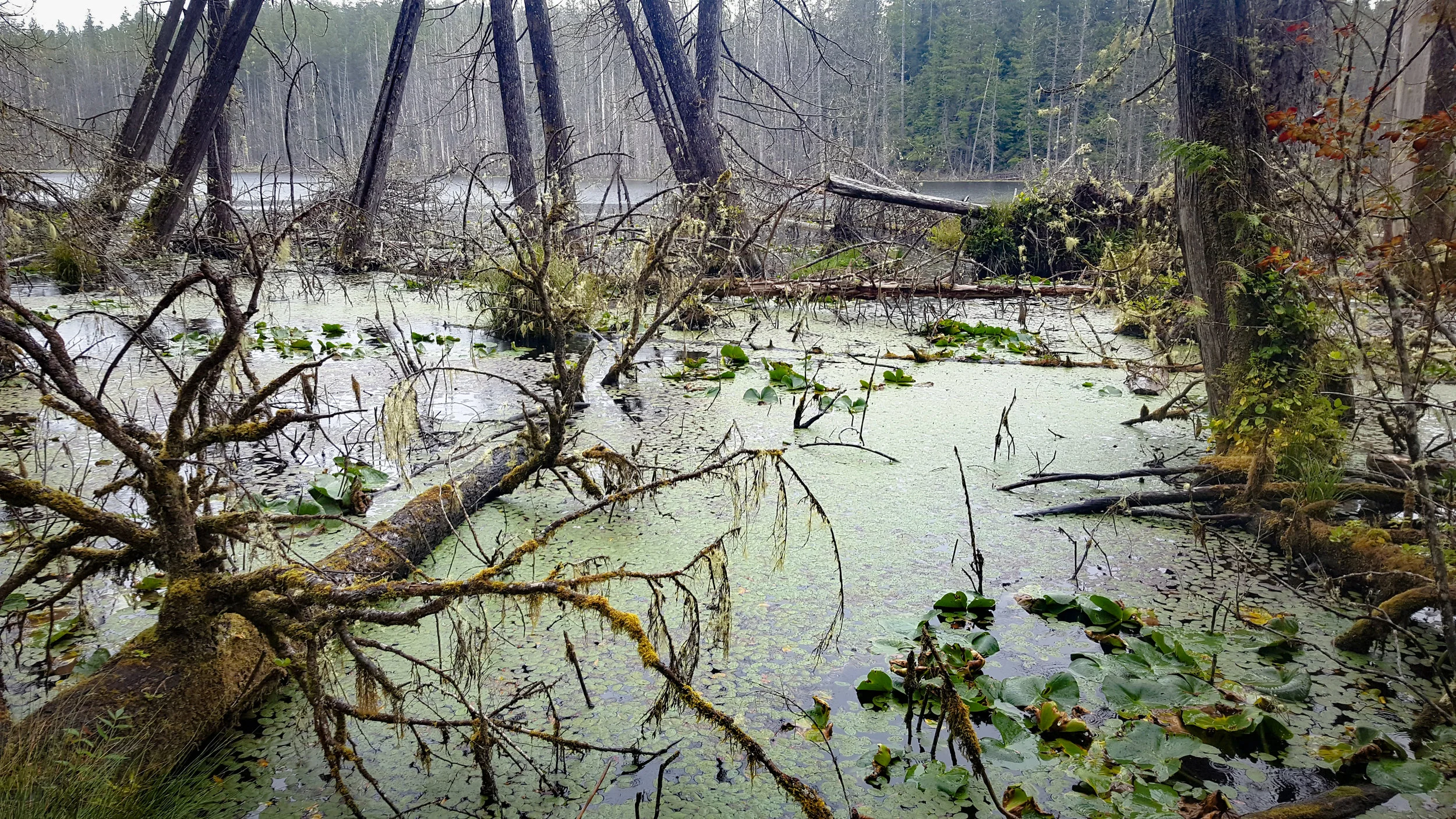 Marshland