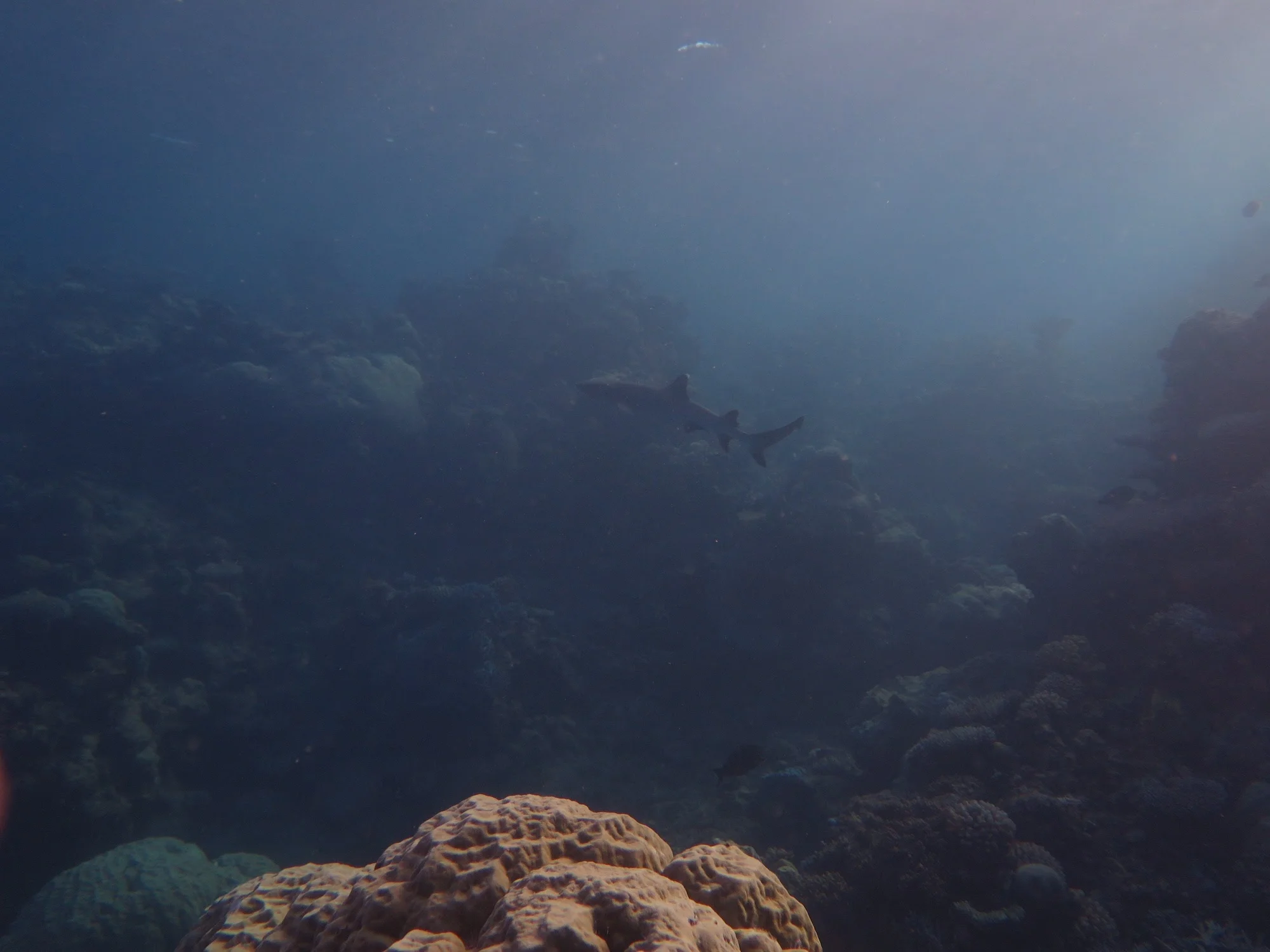 The Lonely Shark