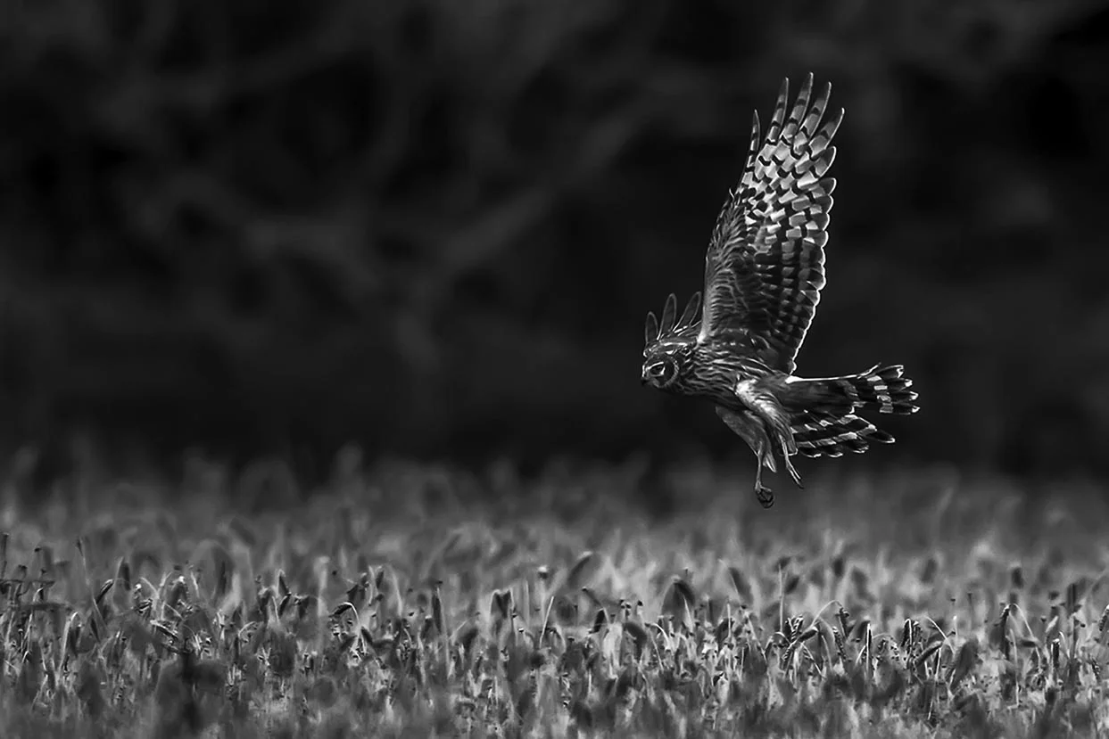 Hen Harrier in Flight 