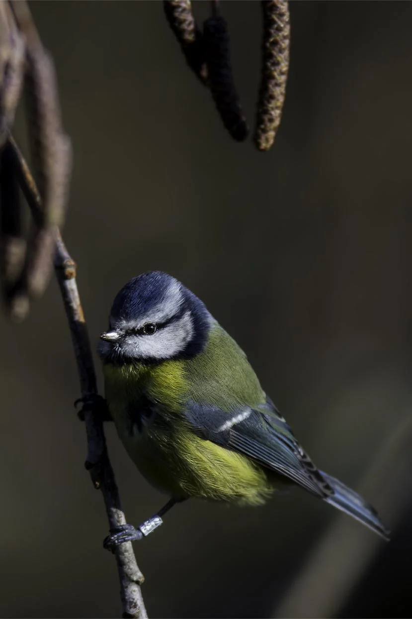 Bluetit 1