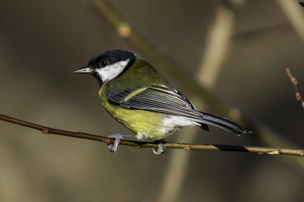 Great Tit perched on a Branch ...... Small.jpg