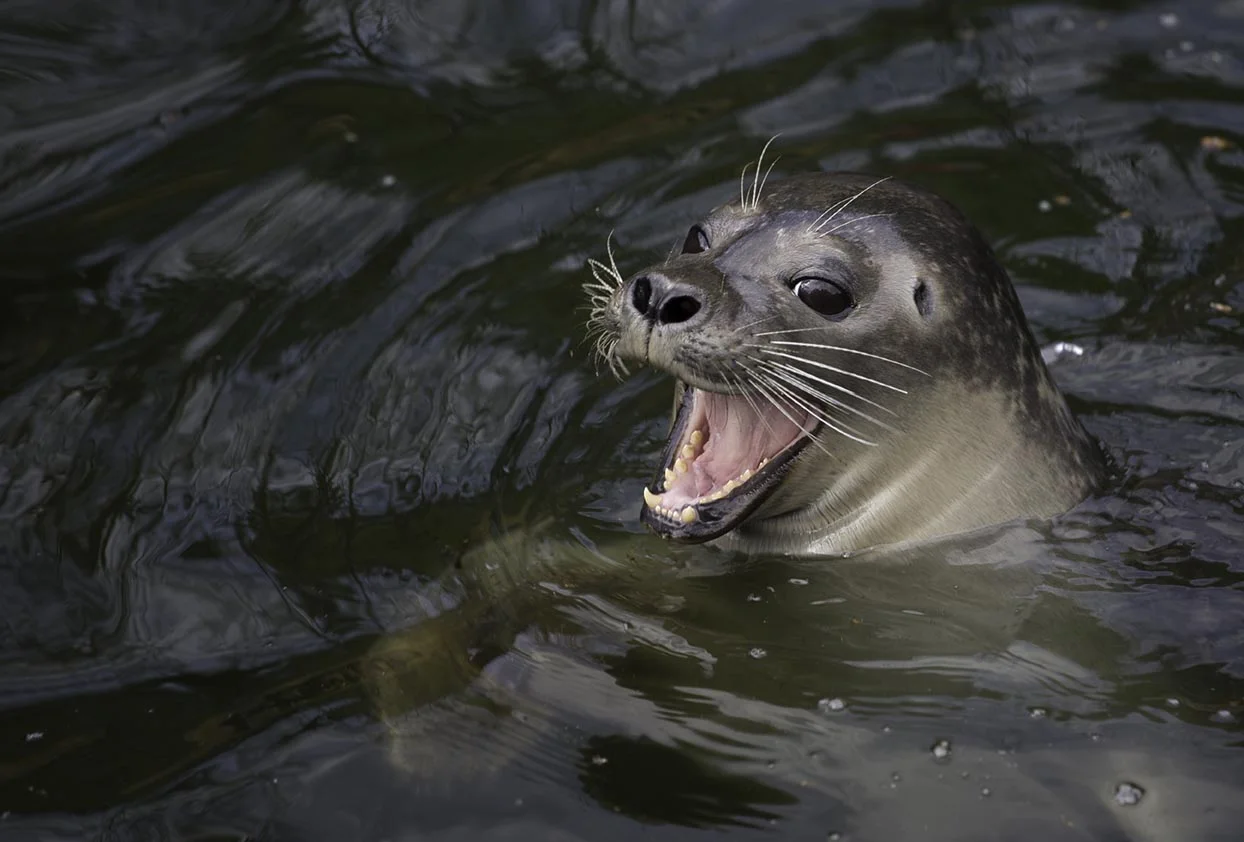 Common Seal