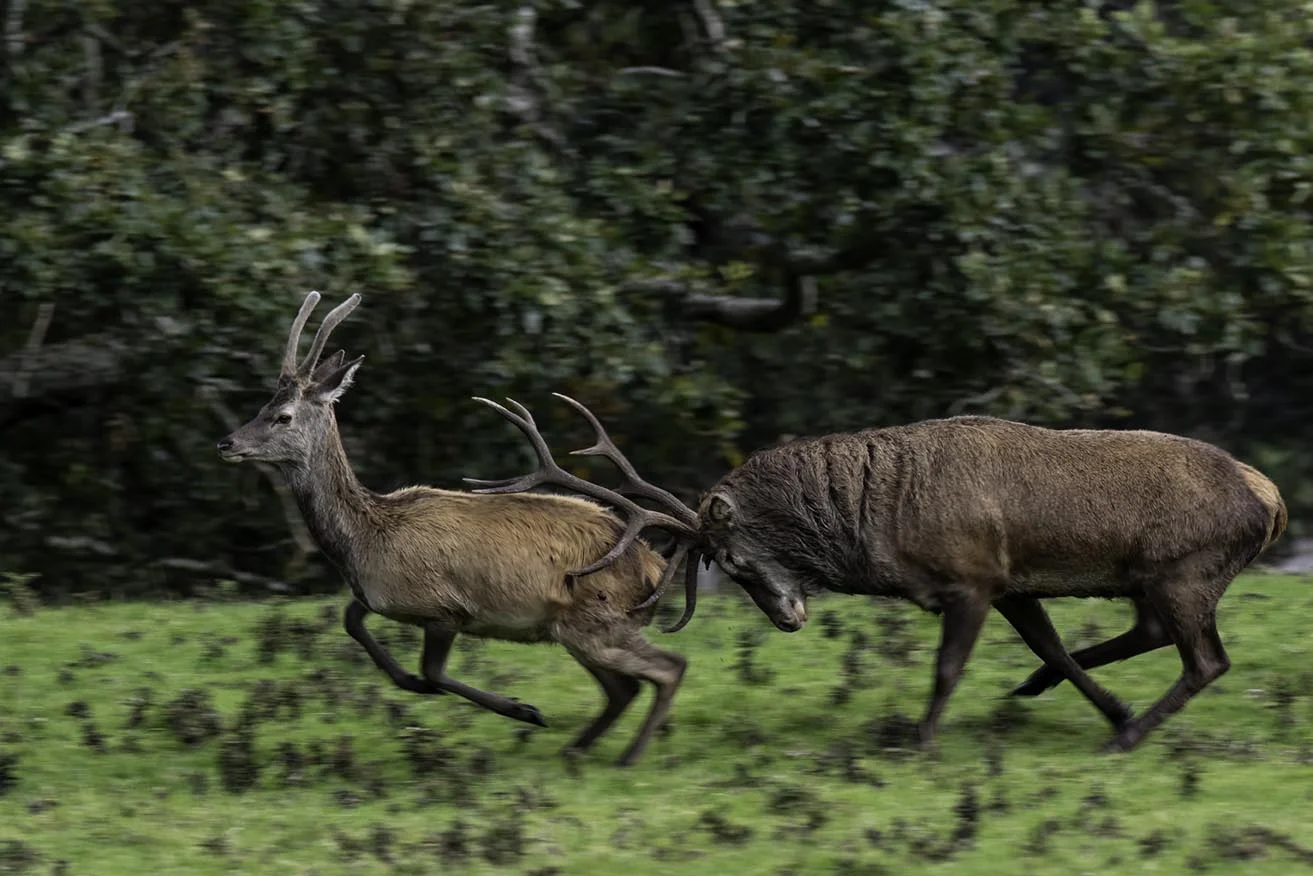 Red Deer Stag Showing who's Boss ....... Small.jpg