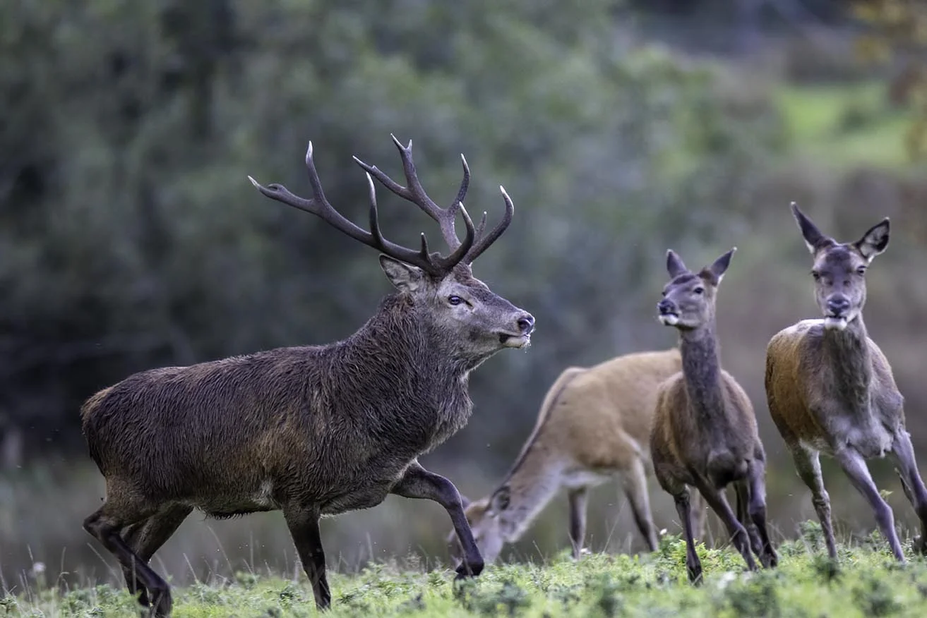 Stag Chasing the Ladies ..... Small.jpg