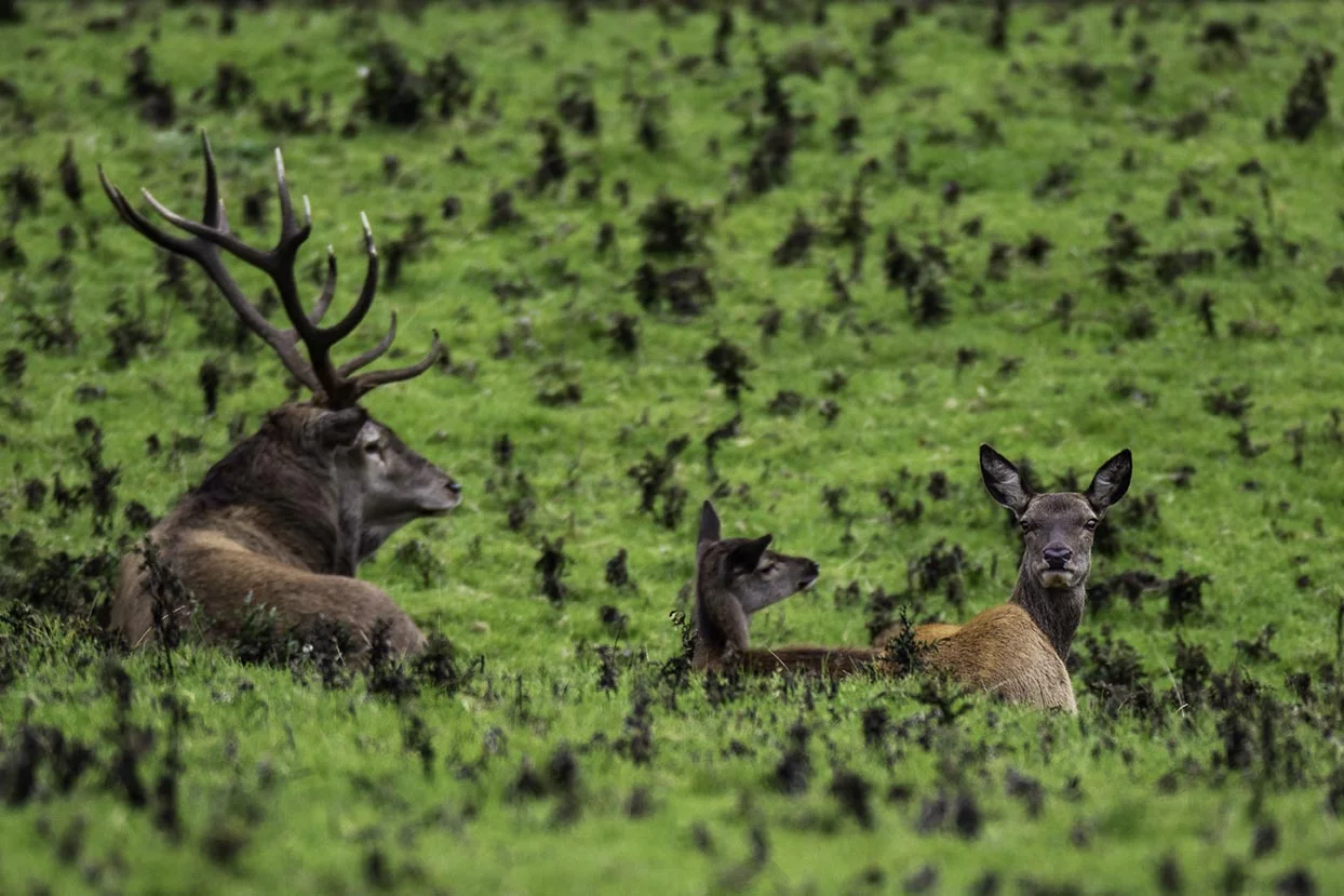 Red Hind Watching .....Small.jpg