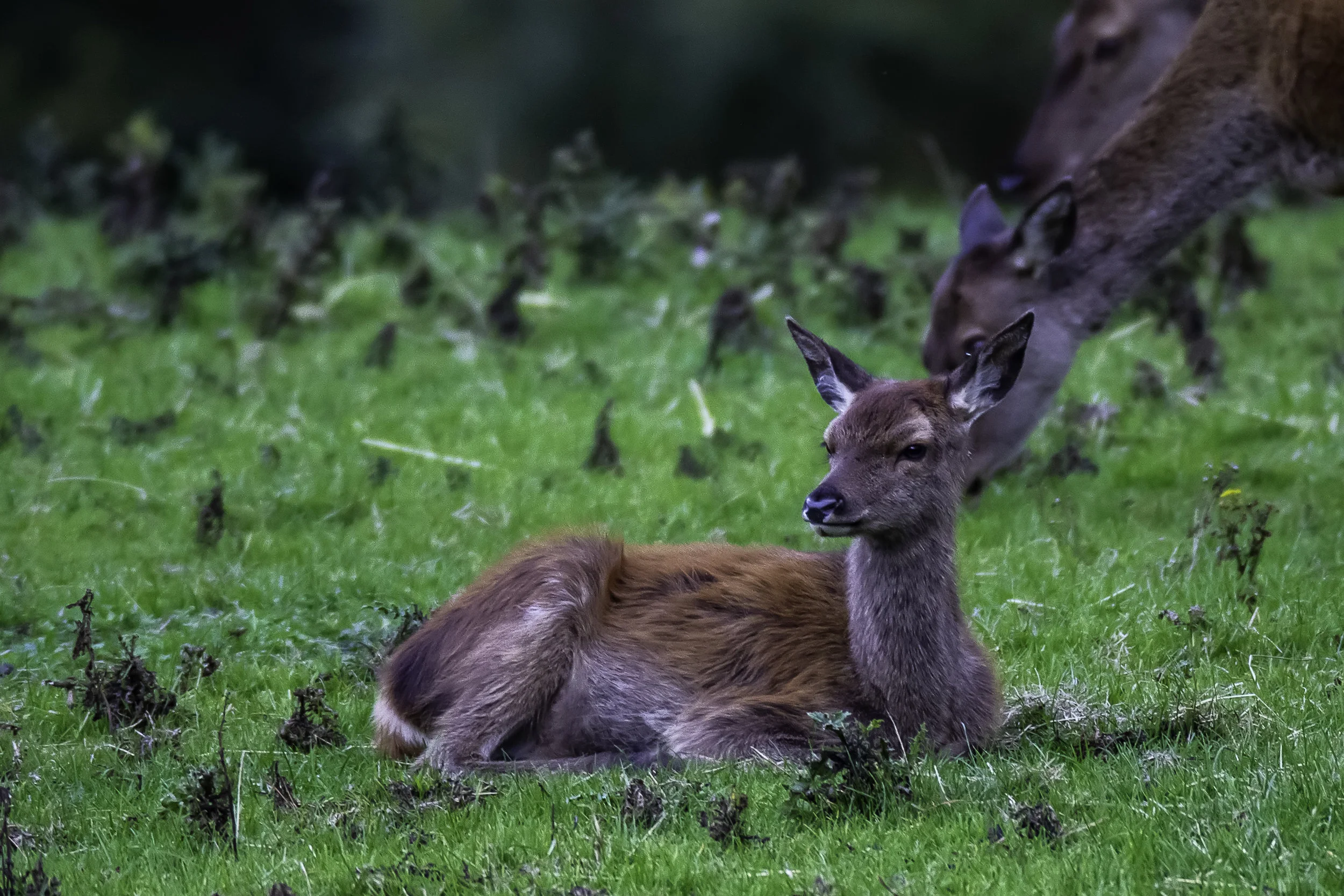Red Deer Calf ...... Large.jpg