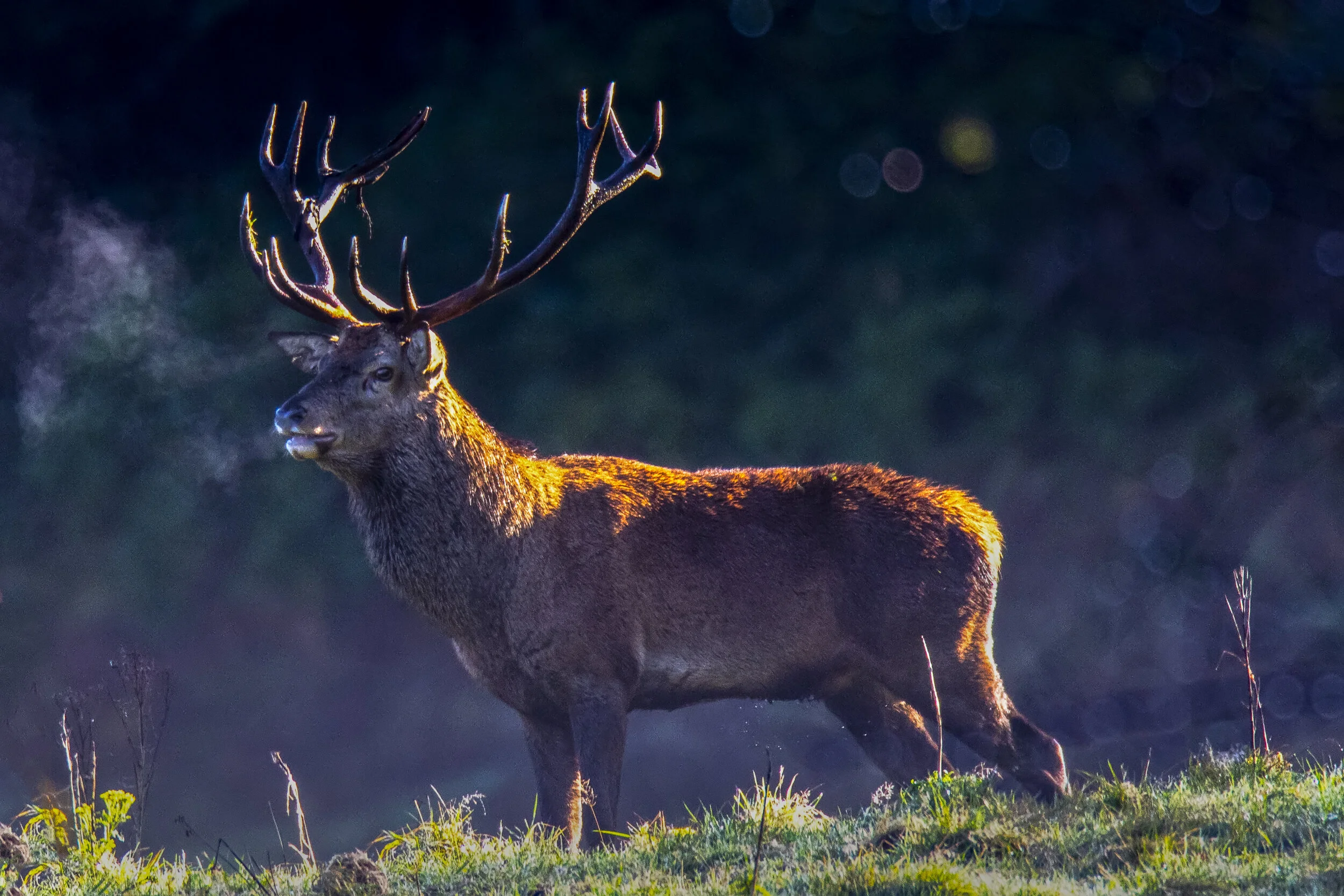 Master Stag .jpg