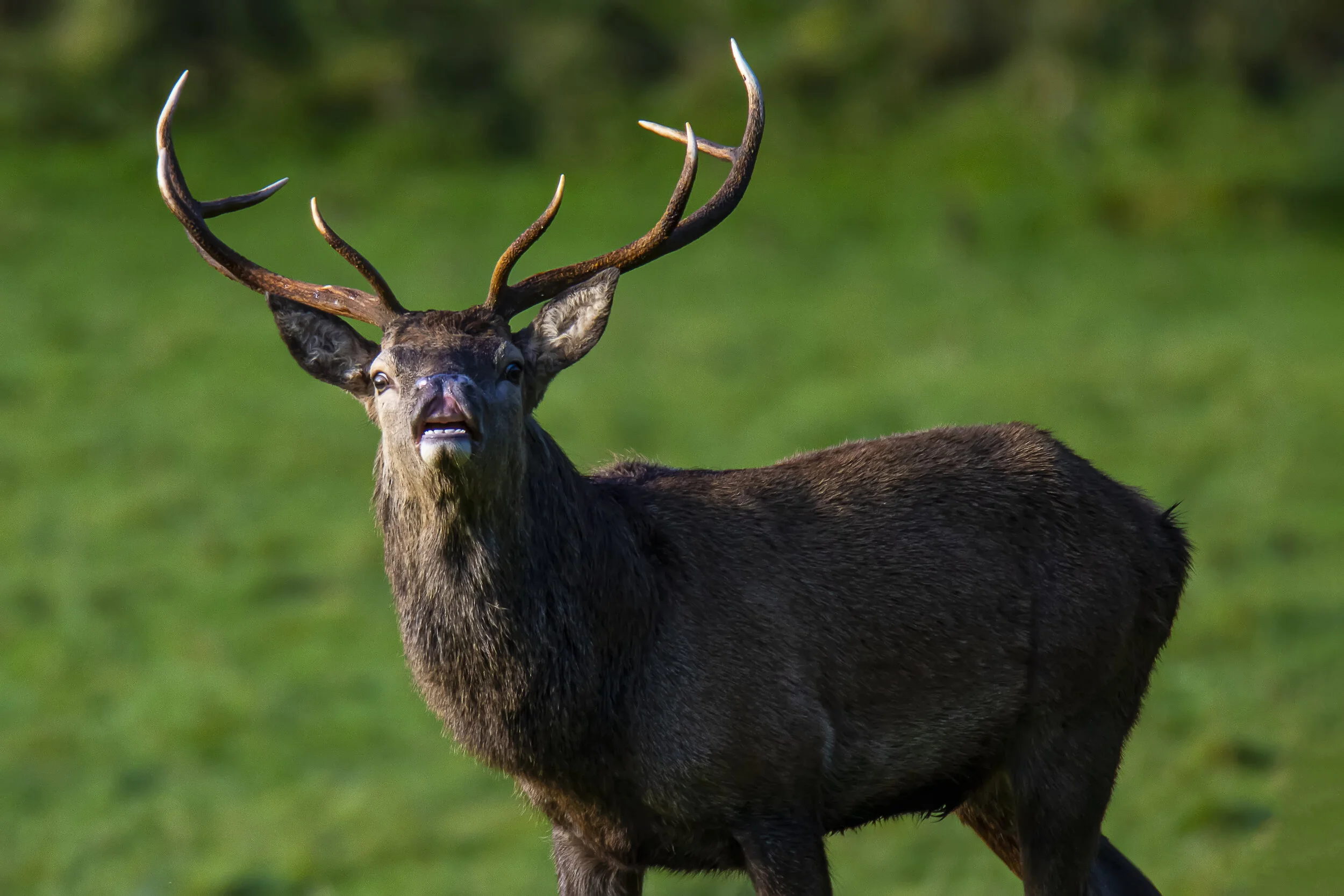 Red Stag ....jpg
