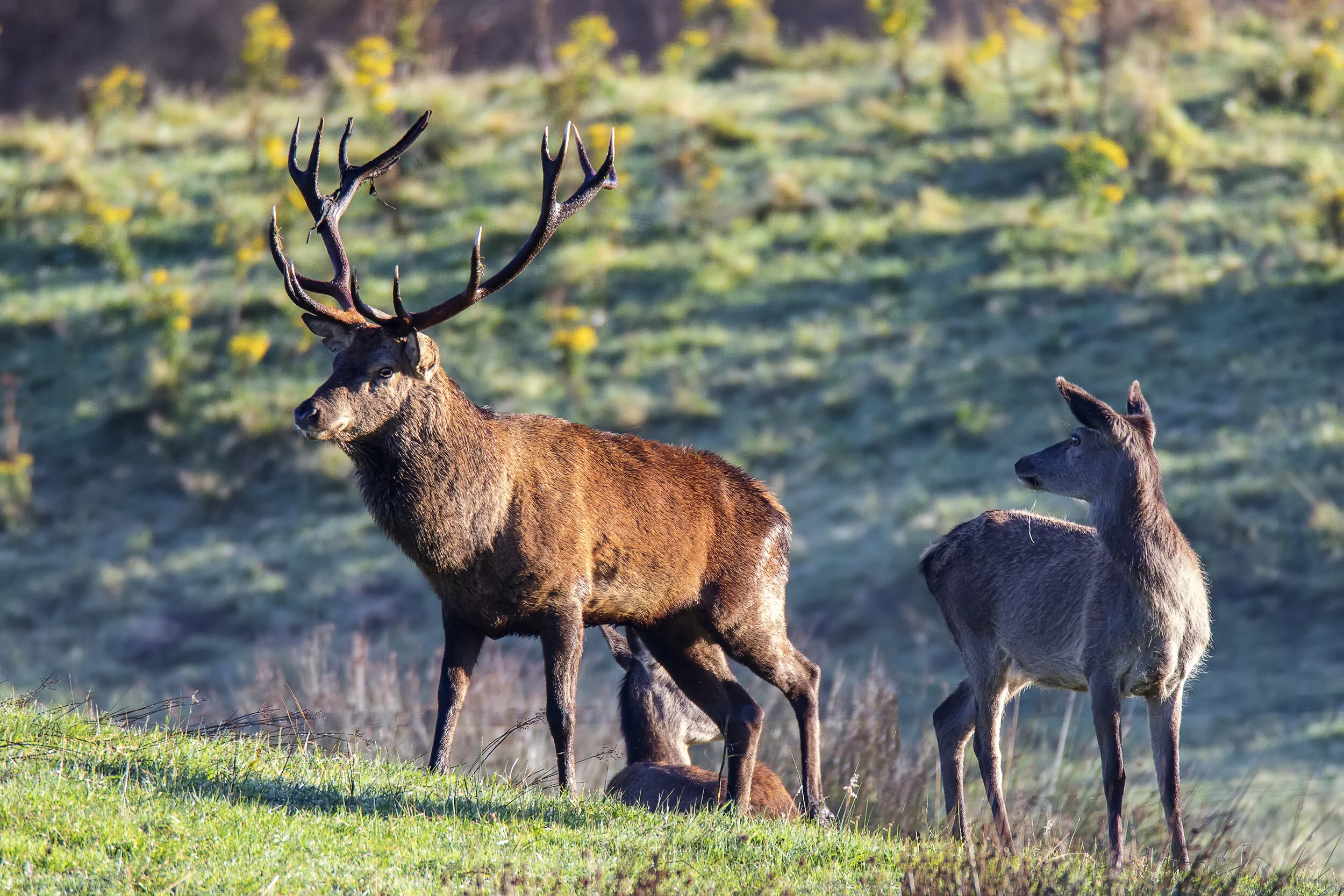 Red Stag and Hind.jpg