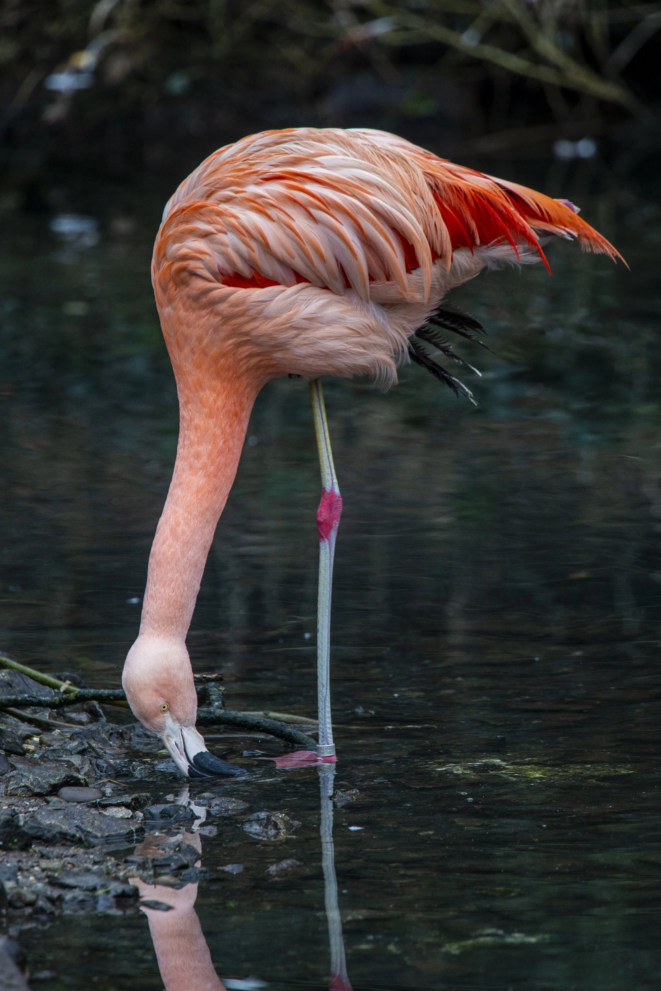 Flamingo .jpg