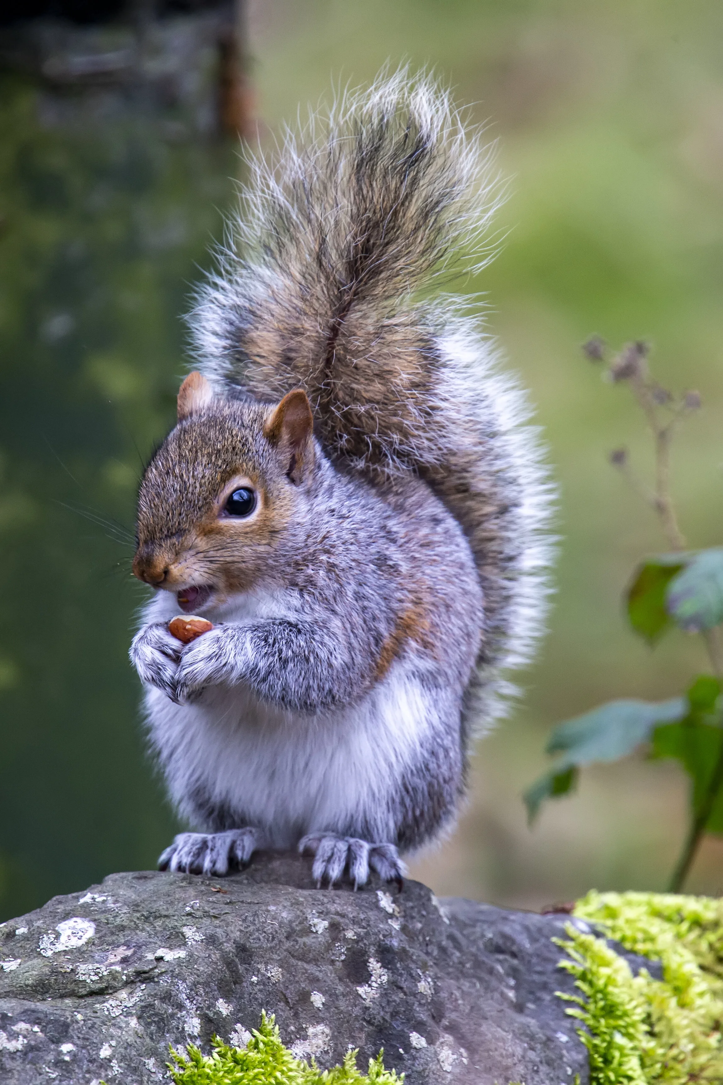 Gery Squirrel with a Nut. .jpg