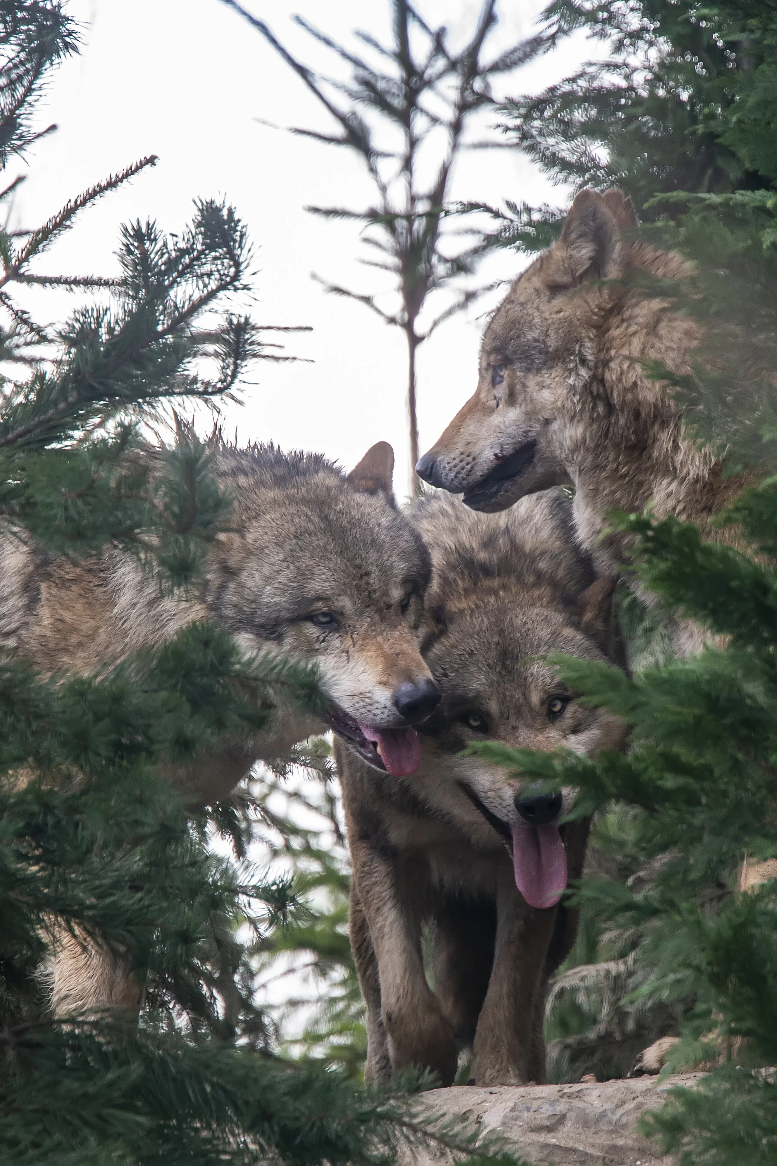 Wolves in the Forrest.jpg