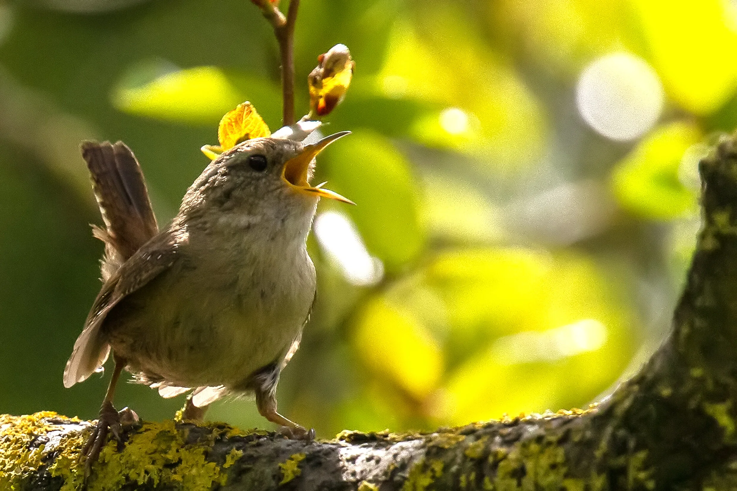 Wren Singing